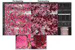 Quantifying the loss of coral from a bleaching event using underwater photogrammetry and AI-Assisted Image Segmentation