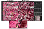 Quantifying the loss of coral from a bleaching event using underwater photogrammetry and AI-Assisted Image Segmentation