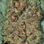 Integrating Widespread Coral Reef Monitoring Tools for Managing both Area and Point Annotations