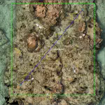 Integrating Widespread Coral Reef Monitoring Tools for Managing both Area and Point Annotations