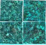 Removing dead coral after marine heatwaves can mitigate coral–algae competition and increase viable coral recruitment